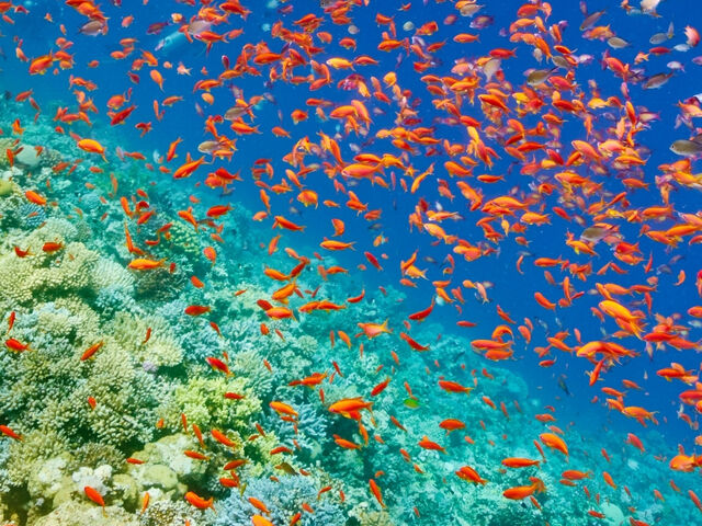 Sharm El Sheikh Turu